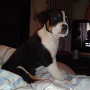 Blanding af racer Balto