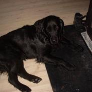 Blanding af racer Budi