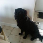 Blanding af racer Budi