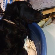 Blanding af racer Budi