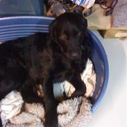 Blanding af racer Budi