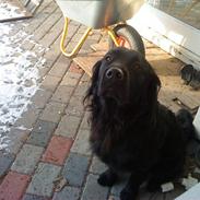 Blanding af racer Budi