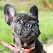 Fransk bulldog LouLou