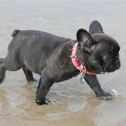 Fransk bulldog LouLou