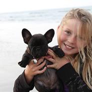 Fransk bulldog LouLou