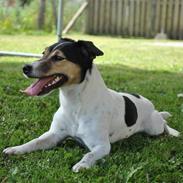 Jack russell terrier BELLA