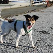 Jack russell terrier BELLA