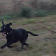 Labrador retriever kennoh