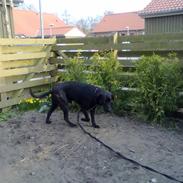 Labrador retriever kennoh