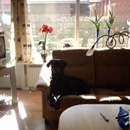 Labrador retriever kennoh