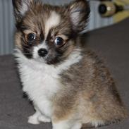 Chihuahua /Papillon Teddi