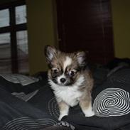 Chihuahua /Papillon Teddi