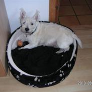 West highland white terrier Magnus