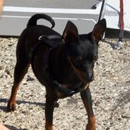 Dvaergpinscher Rødkilles Daisy