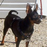 Dvaergpinscher Rødkilles Daisy