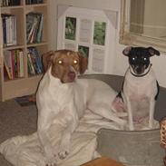Blanding af racer (Jagthund/collie) Amy