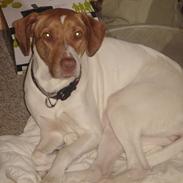 Blanding af racer (Jagthund/collie) Amy