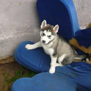 Siberian husky Shilah