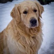 Golden retriever Xanthos