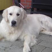 Golden retriever Xanthos