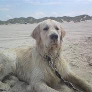 Golden retriever Xanthos