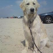 Golden retriever Xanthos