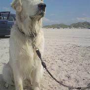 Golden retriever Xanthos