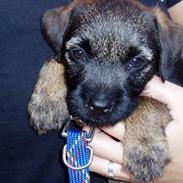 Border terrier Konghans<3 den bedste<3