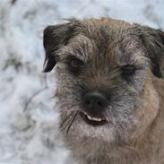 Border terrier Konghans<3 den bedste<3