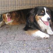 Australian shepherd Nova