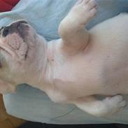 Fransk bulldog Kayla