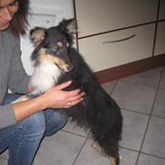 Shetland sheepdog Laika