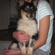 Shetland sheepdog Laika