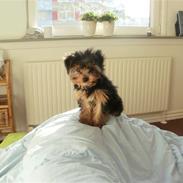 Yorkshire terrier Tino