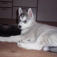 Siberian husky Sif <3