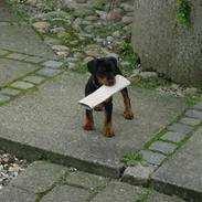 Tysk jagtterrier  Opsund´s Freya