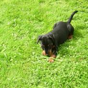 Tysk jagtterrier  Opsund´s Freya