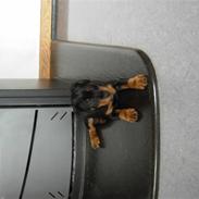 Tysk jagtterrier  Opsund´s Freya