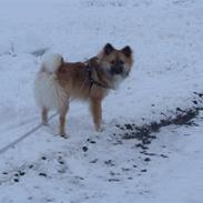 Islandsk fårehund Luca