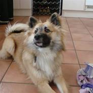 Islandsk fårehund Luca