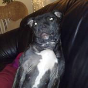 Staffordshire bull terrier luca