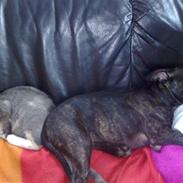 Staffordshire bull terrier luca