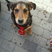 Blanding af racer Gaby