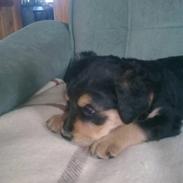 Blanding af racer Gaby