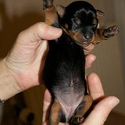 Engelsk toy terrier Kiara
