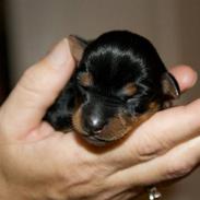 Engelsk toy terrier Kiara