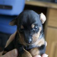 Engelsk toy terrier Kiara