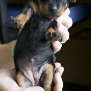 Engelsk toy terrier Kiara