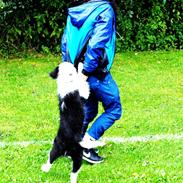 Border collie Charlie King