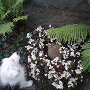 Border collie Charlie King